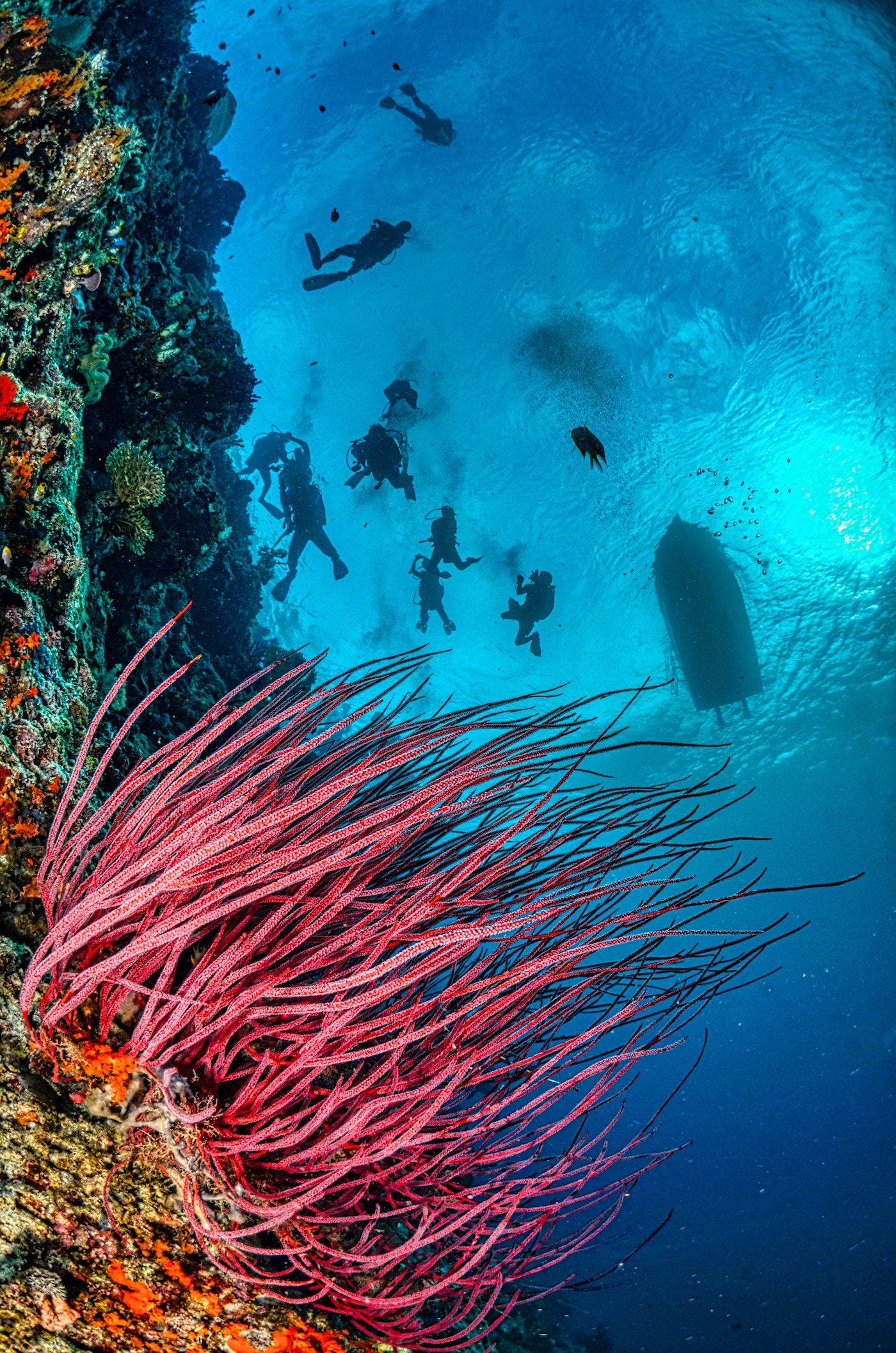 Komodo dive.jpg