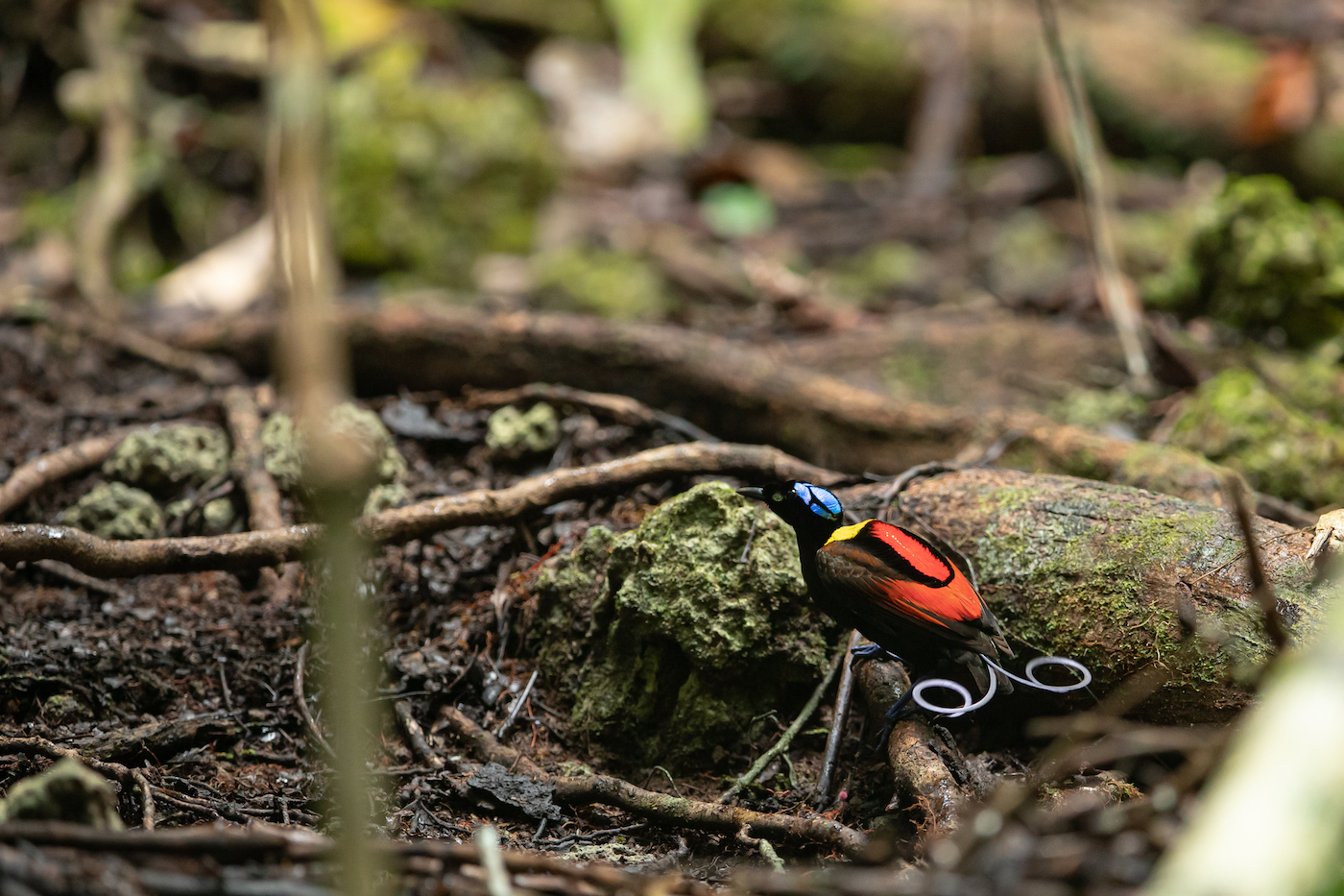 Wilson_s Bird of Paradise.jpg