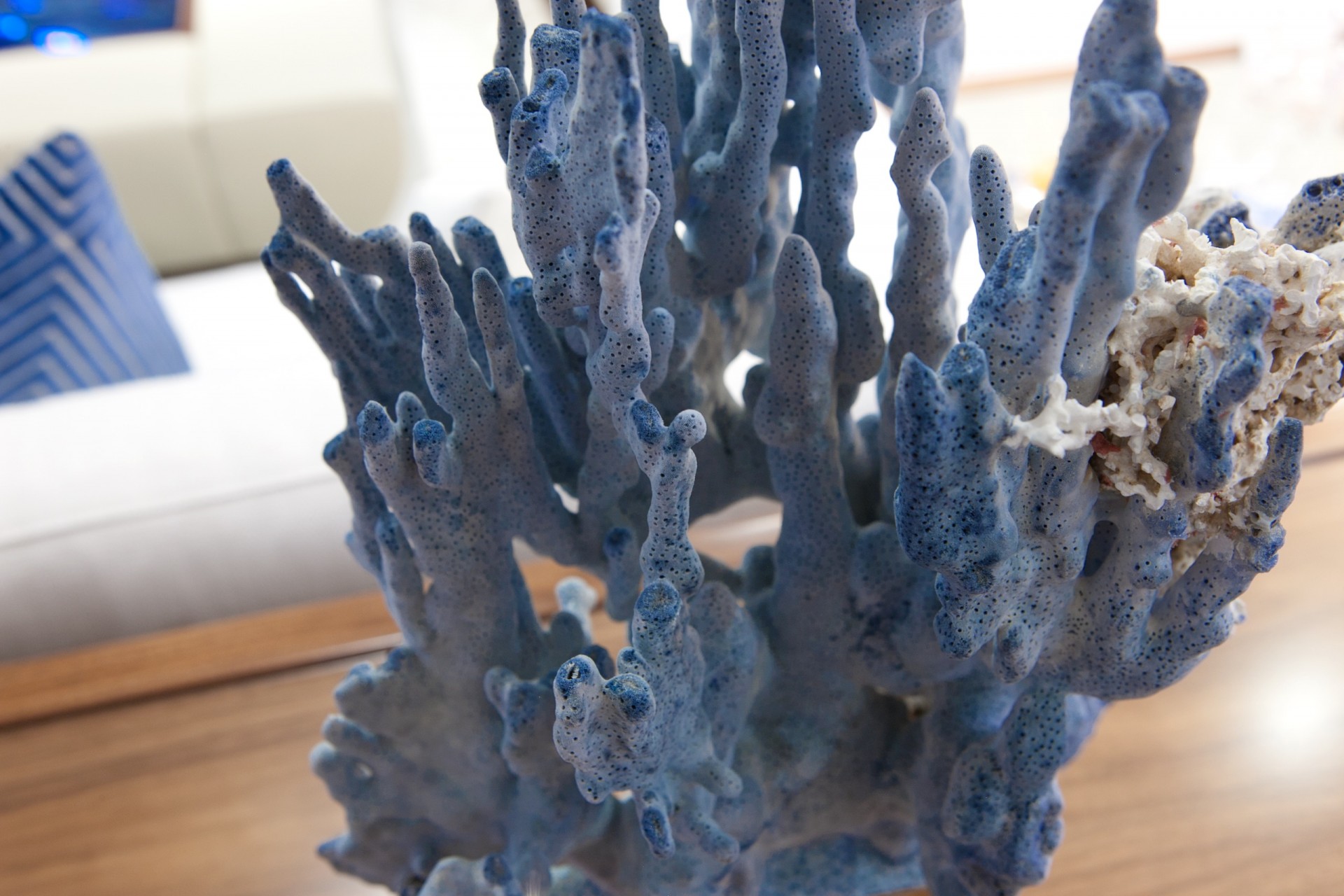 Yacht FIREFLY by Mulder - Unique coral feature.jpg