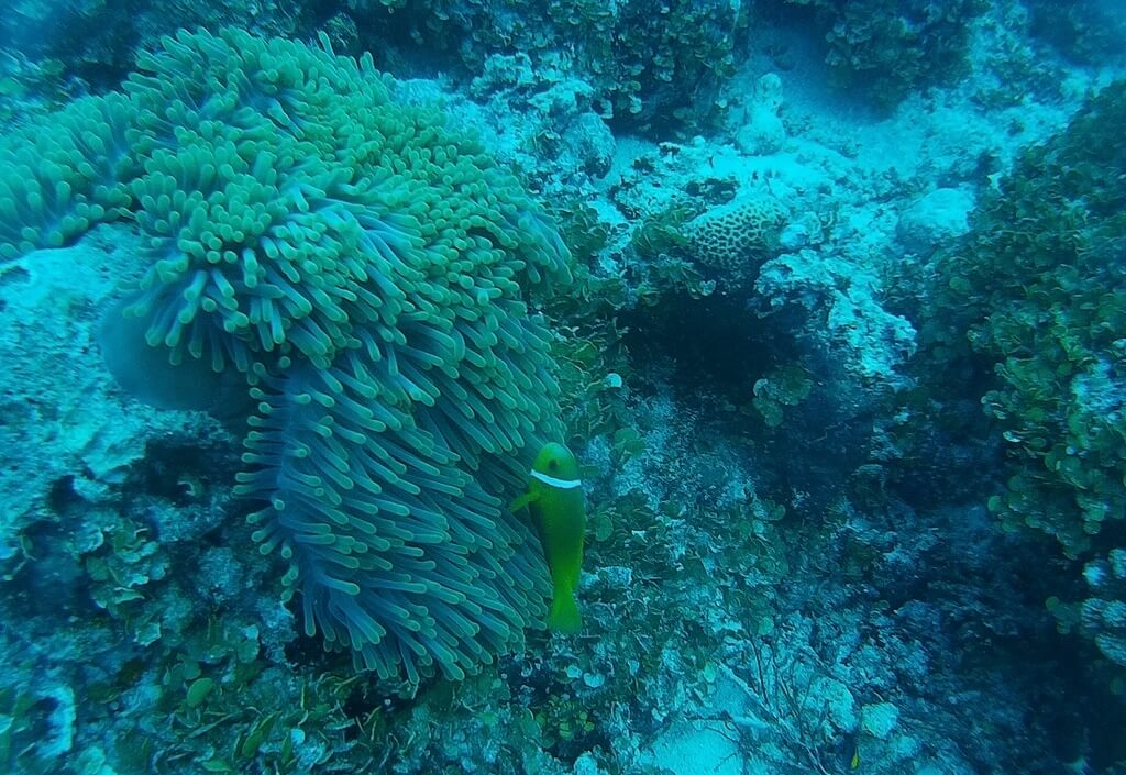 Diving .jpg