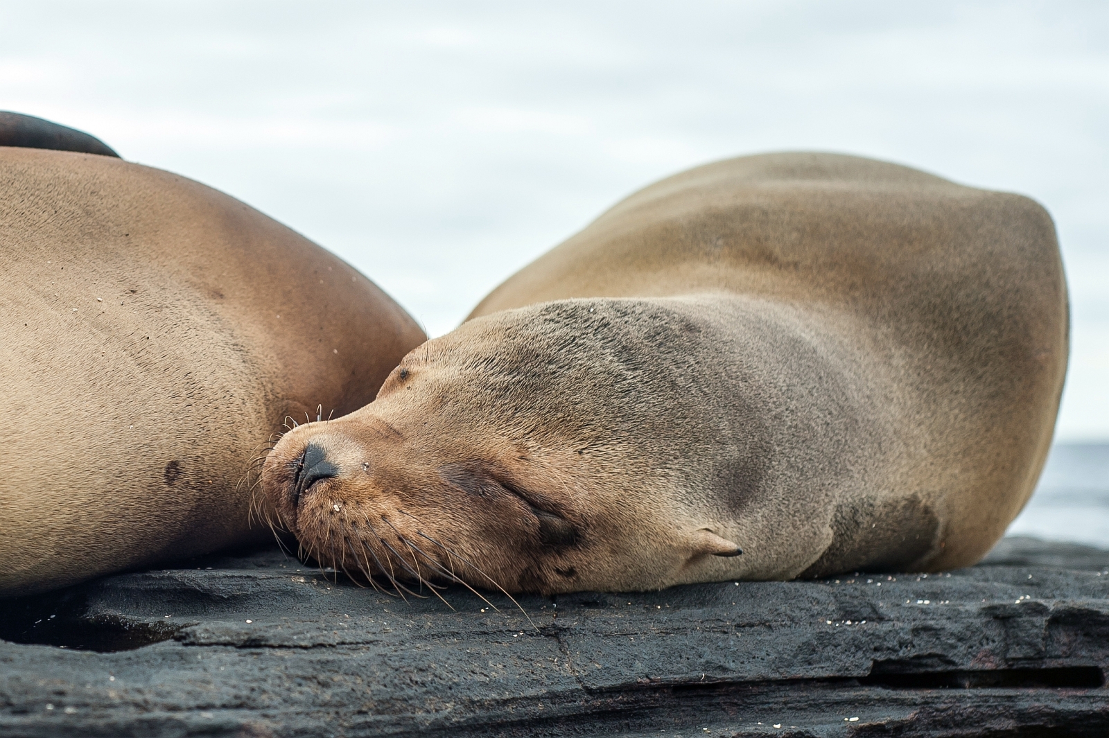 Galapagos-Sea-Star-Journey-Seals-enjoying-the-good-life.jpg
