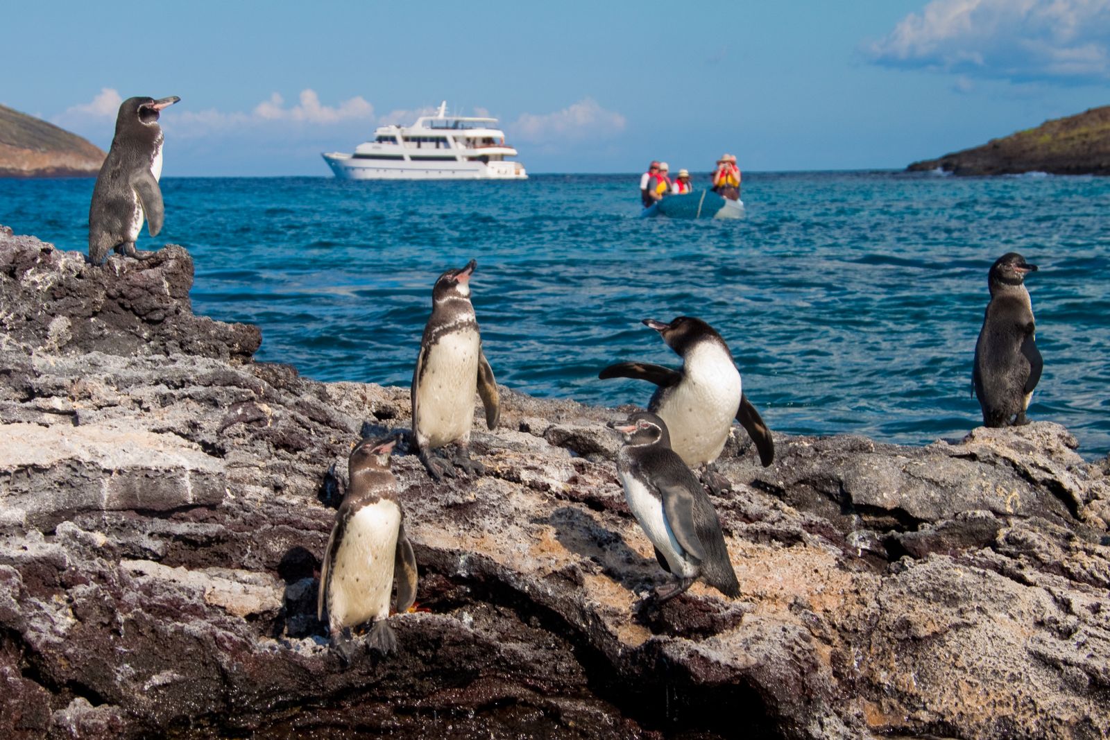 MY-Galapagos-Grand-Odyssey-Pinguins.jpg