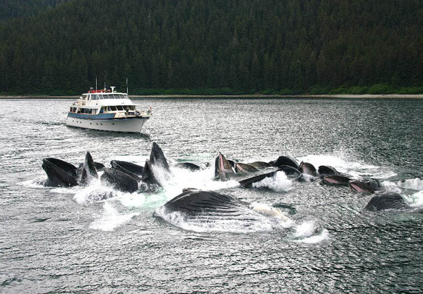 ALASKAN STORY whale watching.jpg
