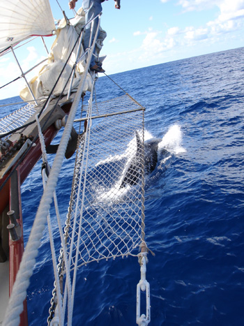 Bonnie Lynn - sailing with orca.jpg