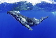 Mariah Whale Watching.jpg