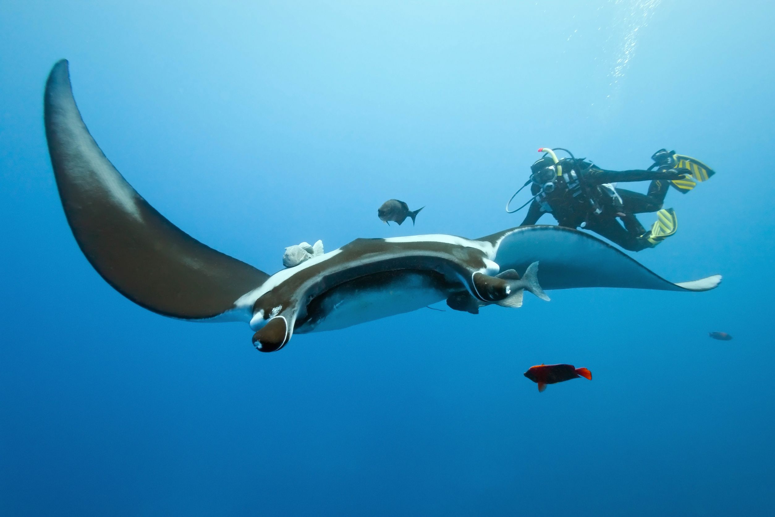 Nyaman - Diving at Manta Point.jpg