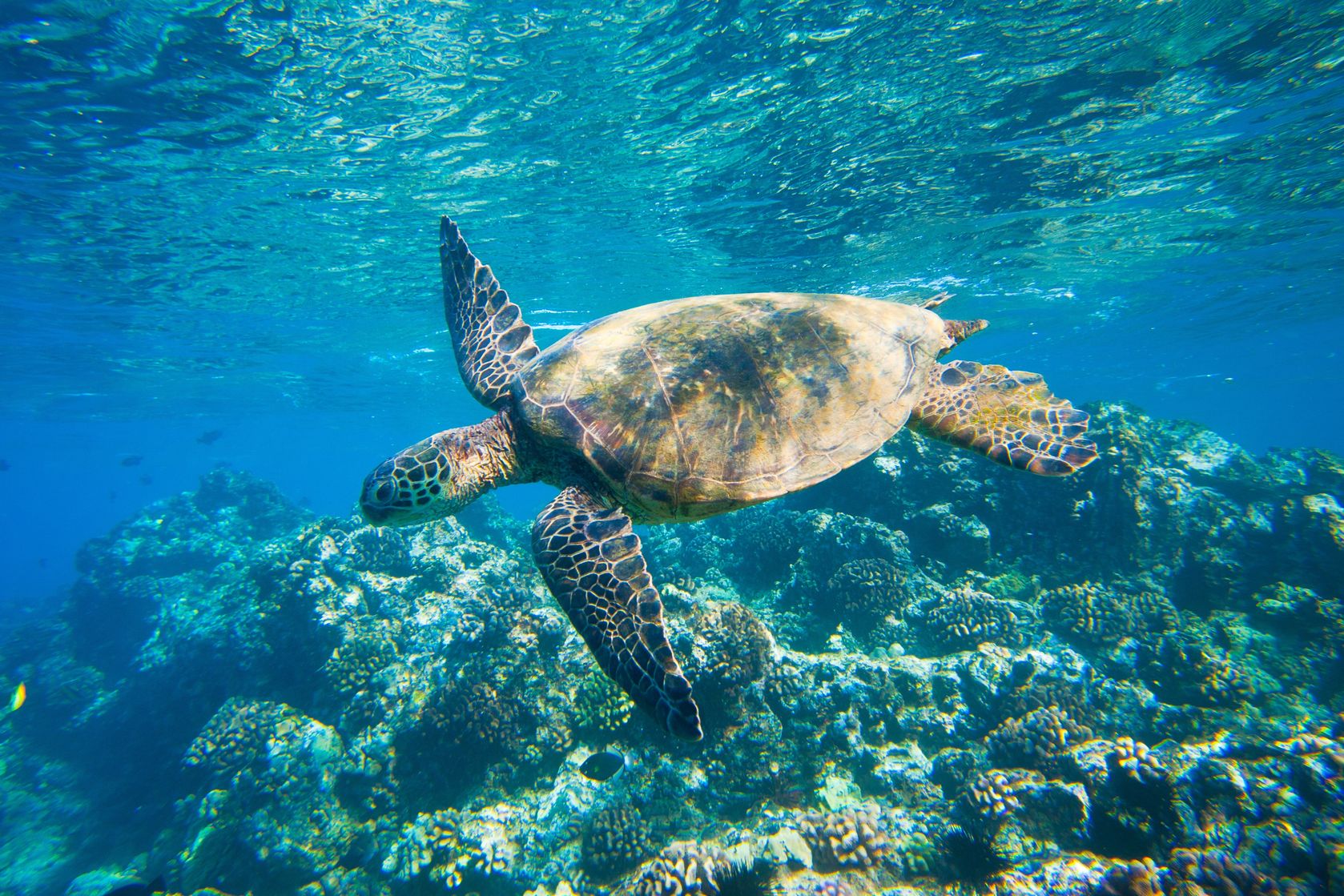 Nyaman - Snorkeling with Turtles.jpg