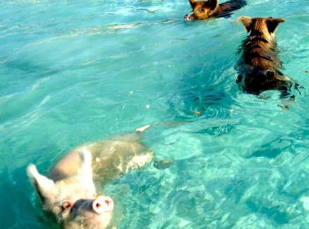 PARADIGM SHIFT - Famous swimming pigs.jpg