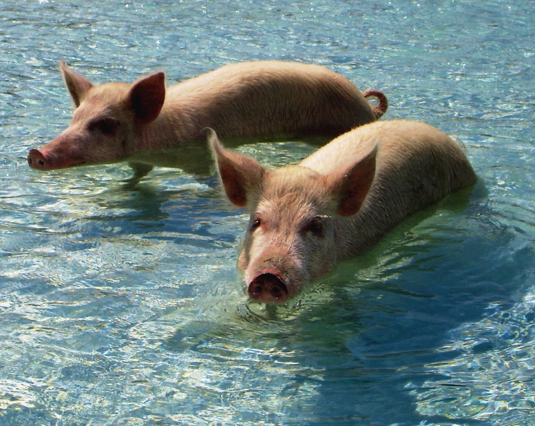 SOLSTICE -  Swimming Pigs of the Exumas.jpg