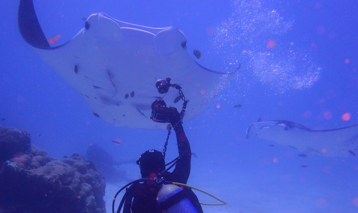 SY ASIA - Diving with manta rays.jpg