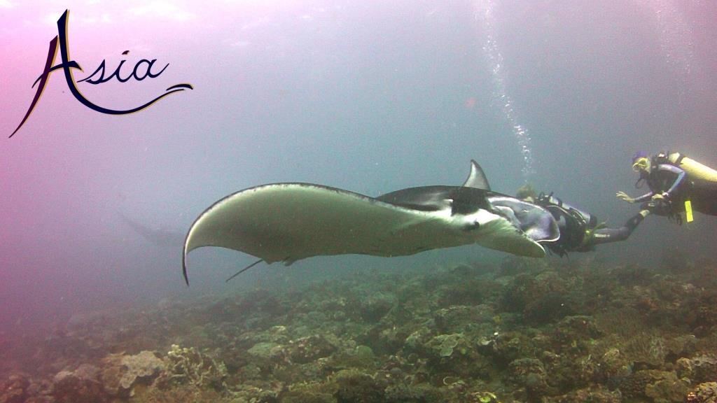 SY ASIA - Majestic manta.jpg