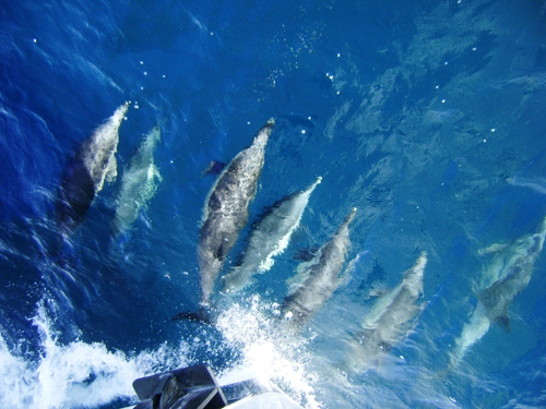 Yacht BESAME -  Dolphins on the Bow.jpg