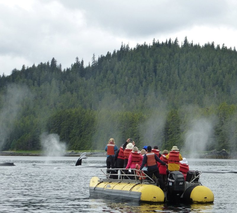 Skiff Whales