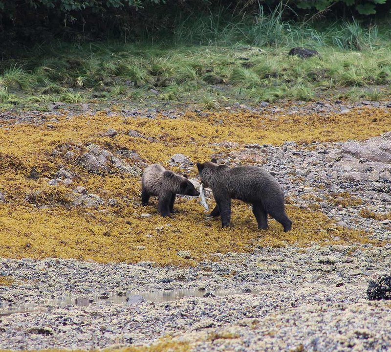 Alaska