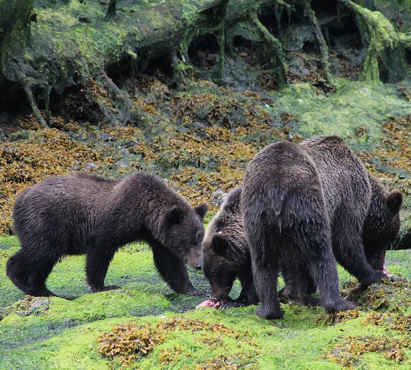 Alaska