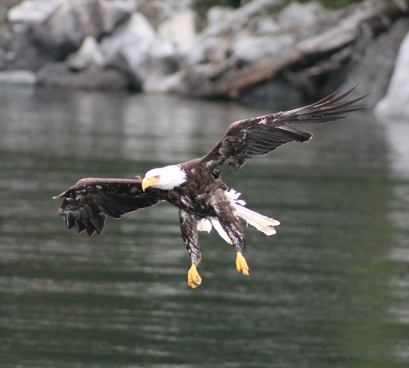 Alaska Charters