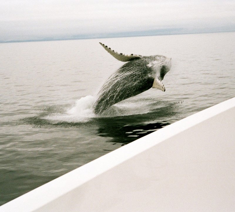 Alaska Charters