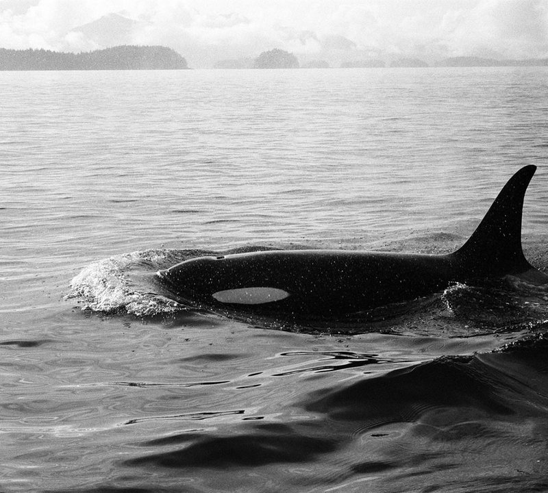 Alaska Charters