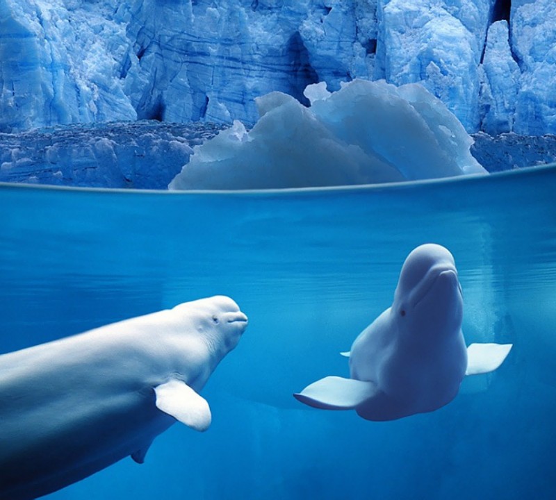 Belugas underwater - ocean life