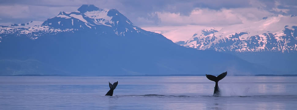 Charter Safari Explorer In Alaska