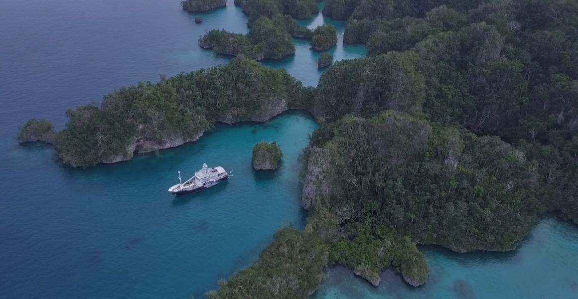 Dardanella In South Pacific