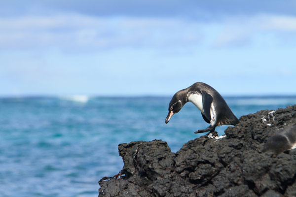 Discover Galapagos
