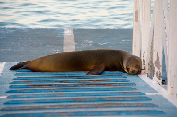 Discover Galapagos