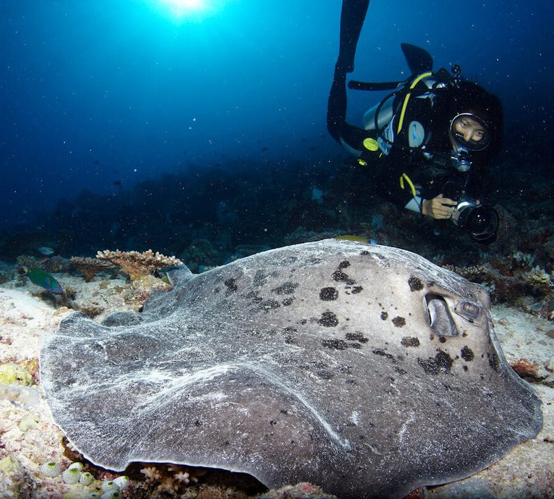 Diving