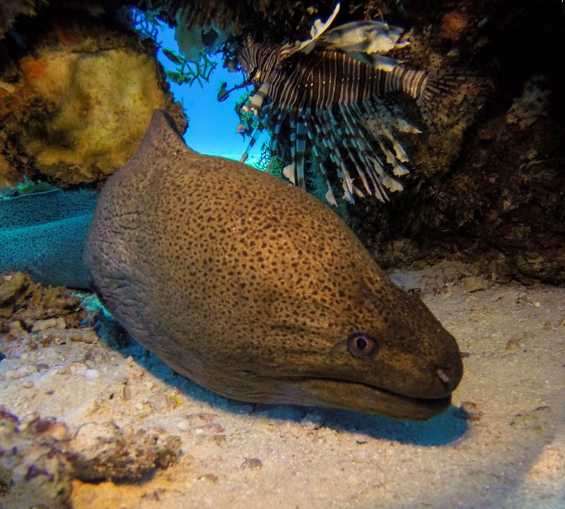 Diving