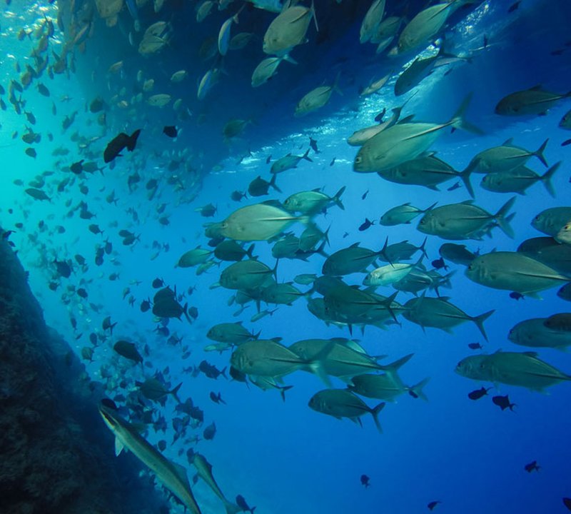 Diving Experince In Galapagos