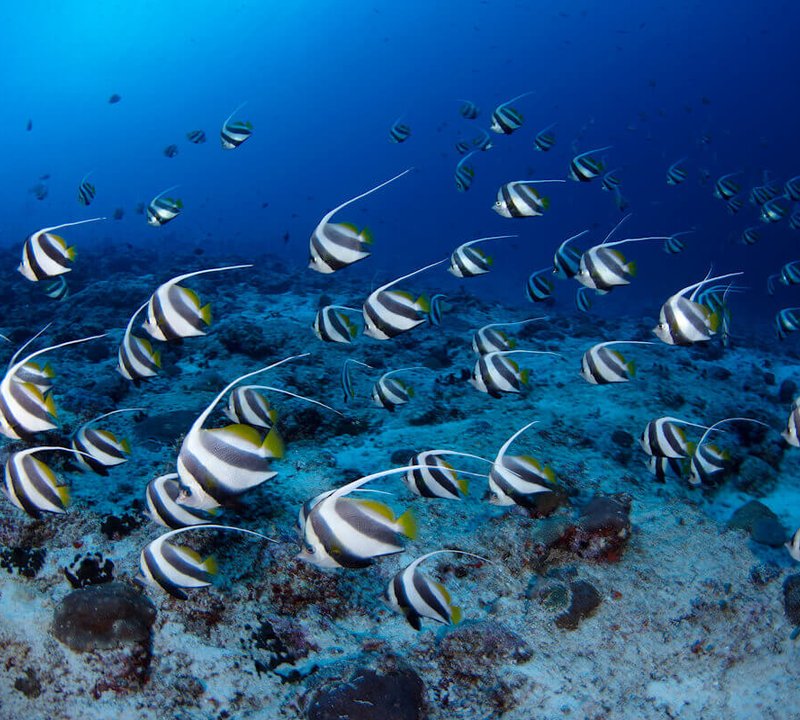 Diving In The Maldives