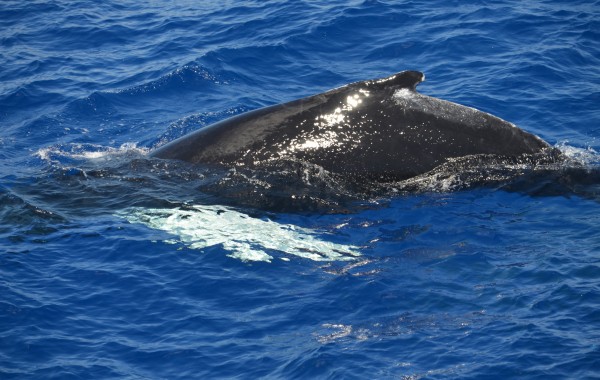 GLOBAL Sea Life