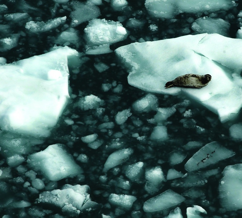 Icy Waters