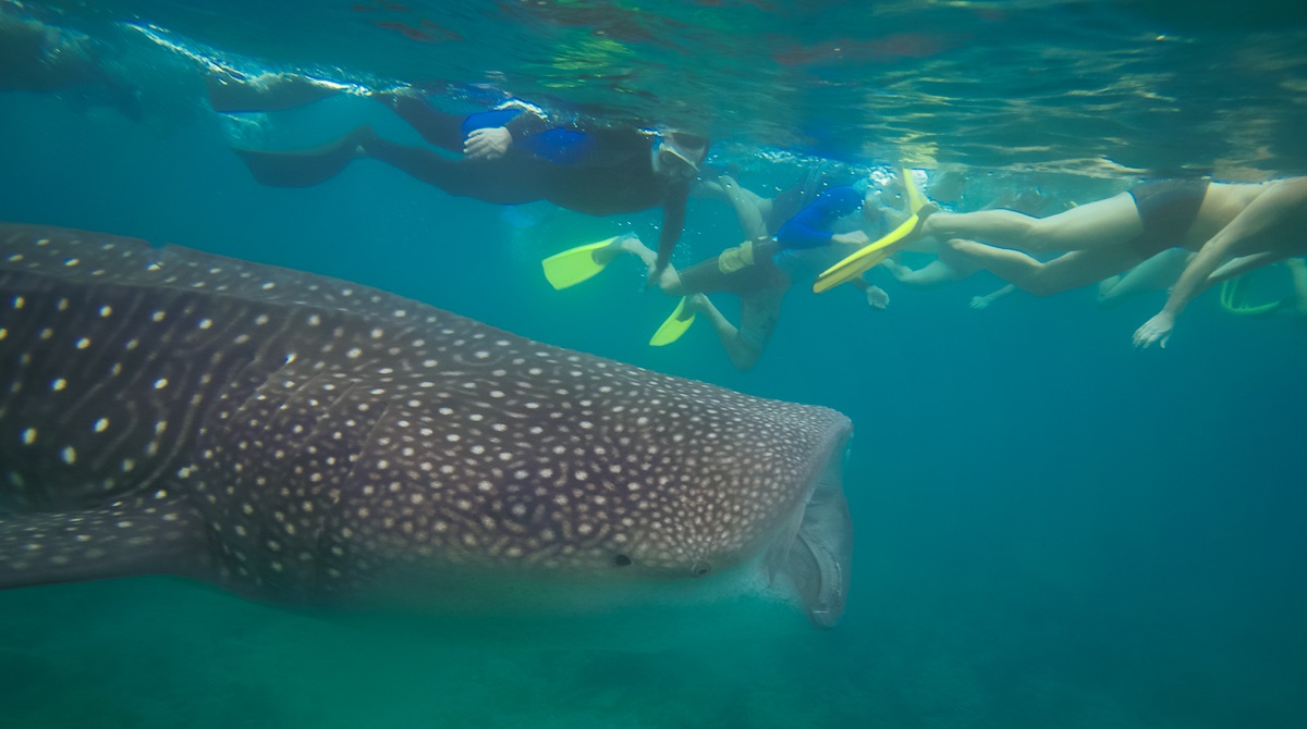 Maldives Snorkelling
