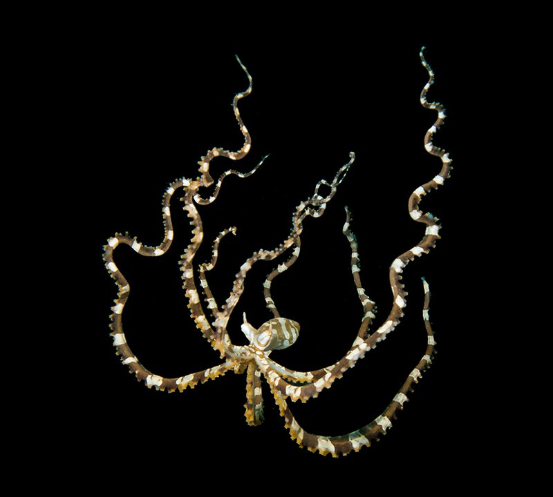 Marine Life