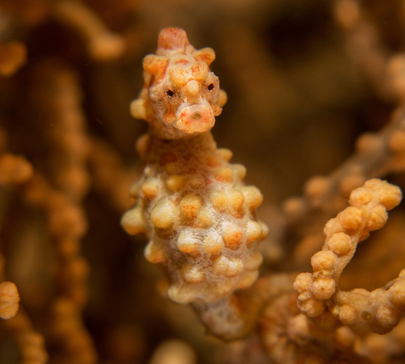 Marine Life