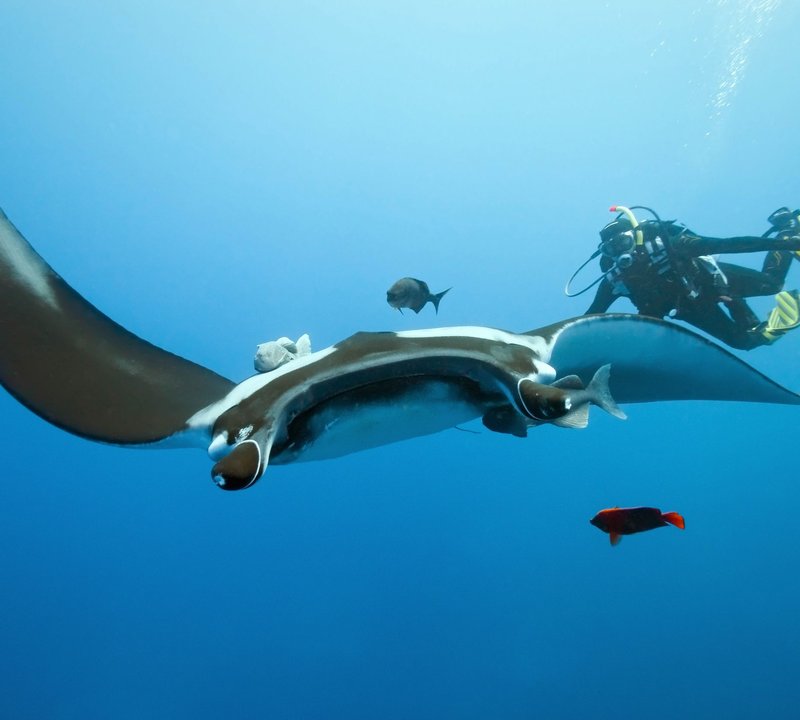 Nyaman - Diving at Manta Point