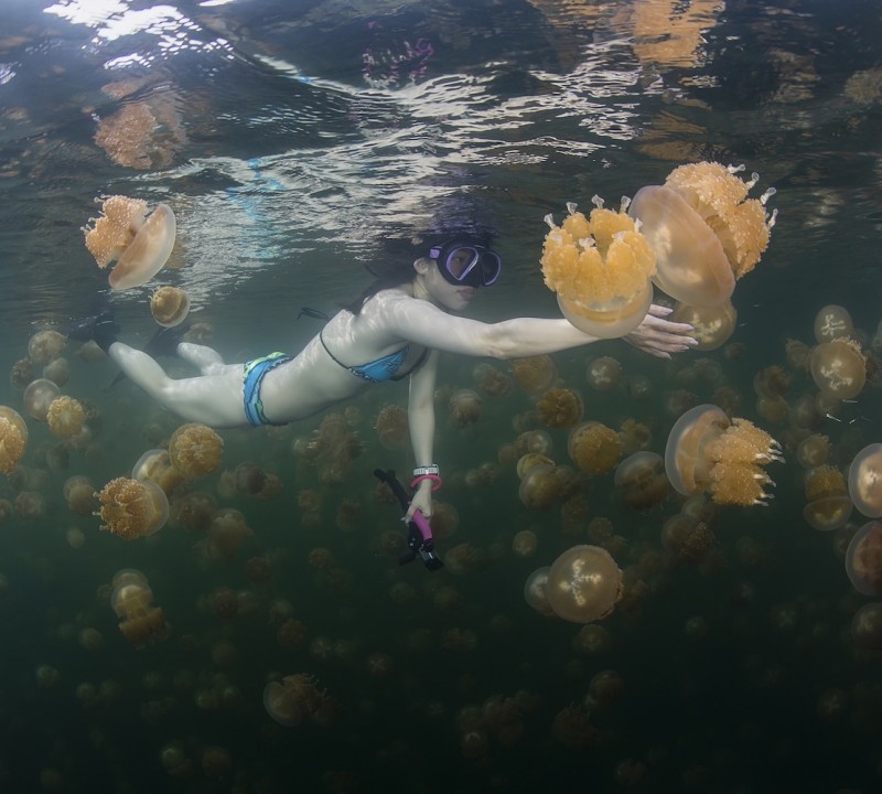 Palau Diving