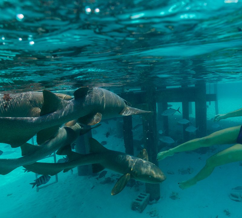 Snorkelling