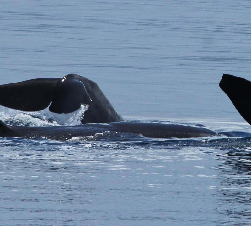 Whale Watching