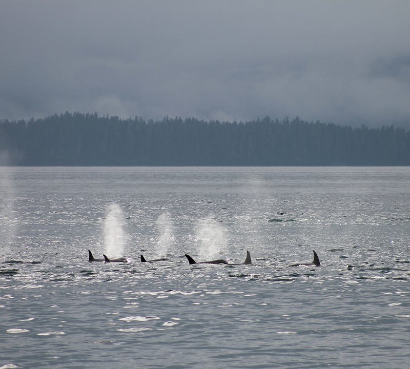 Yacht Charter Vacation In Alaska