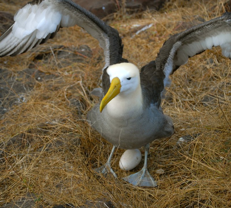 Birdlife
