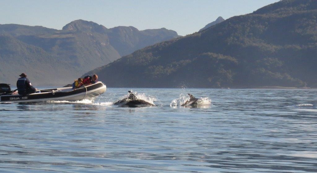 Dolphins