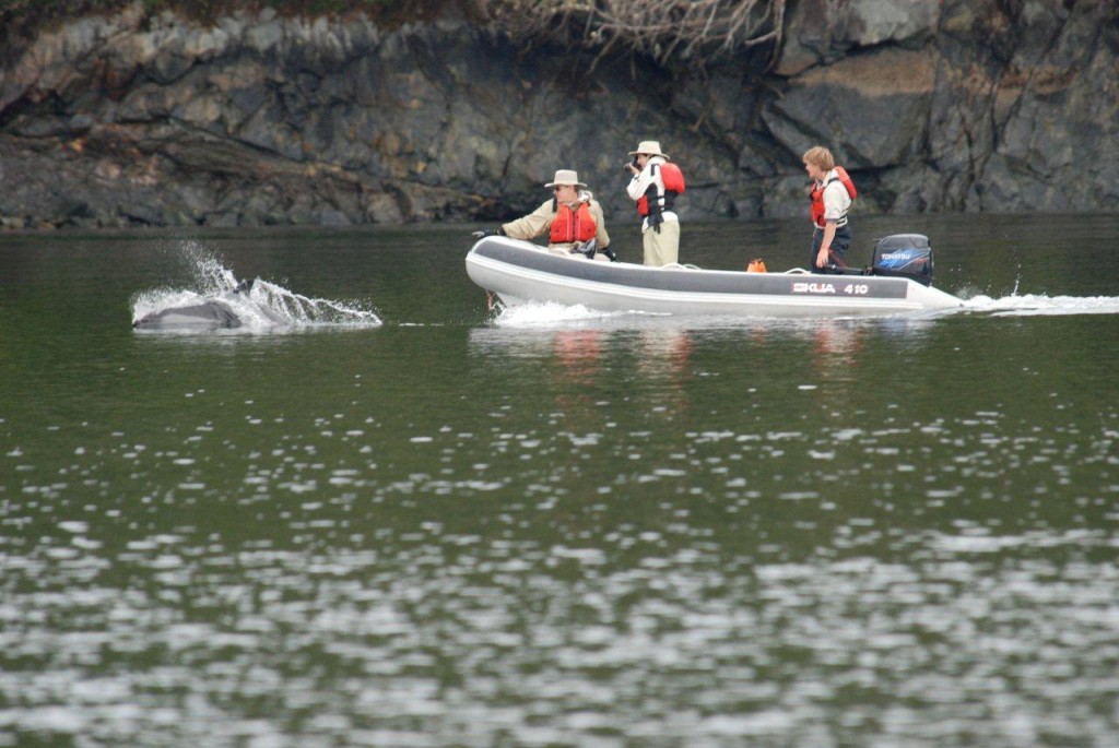 Dolphins
