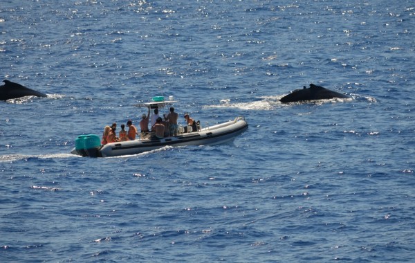 Tender At Sea