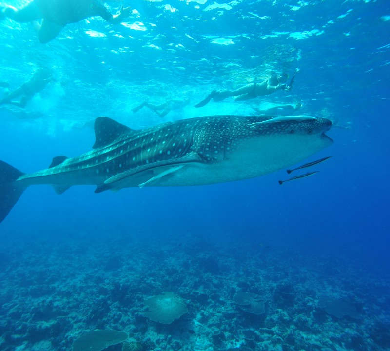 Underwater Life