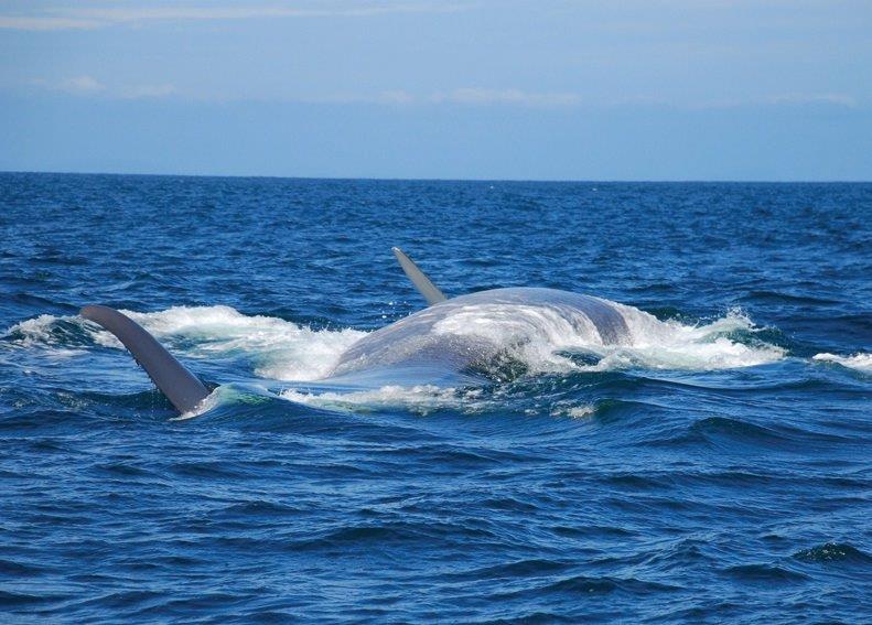 Whale